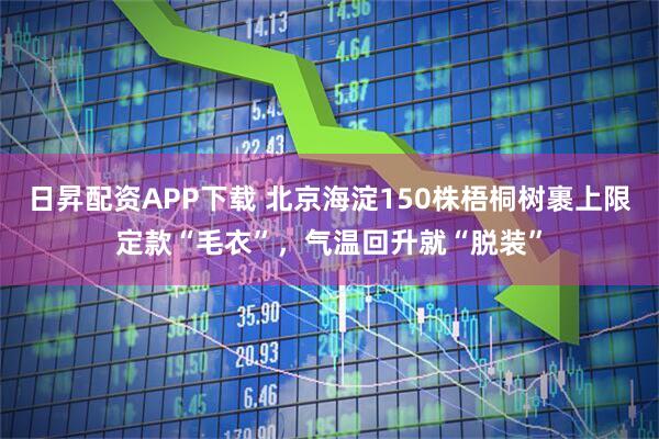 日昇配资APP下载 北京海淀150株梧桐树裹上限定款“毛衣”，气温回升就“脱装”